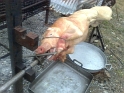 005_cochon